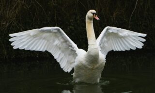 Swan